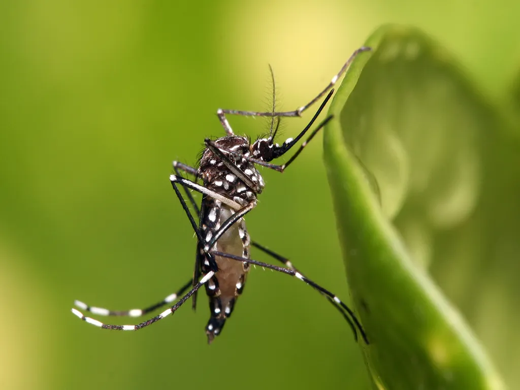 Dedetização de Mosquitos em São Vicente